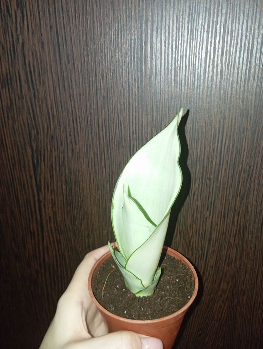 Сансеверия Лауренти, Металлика, Солид голд, Муншайн