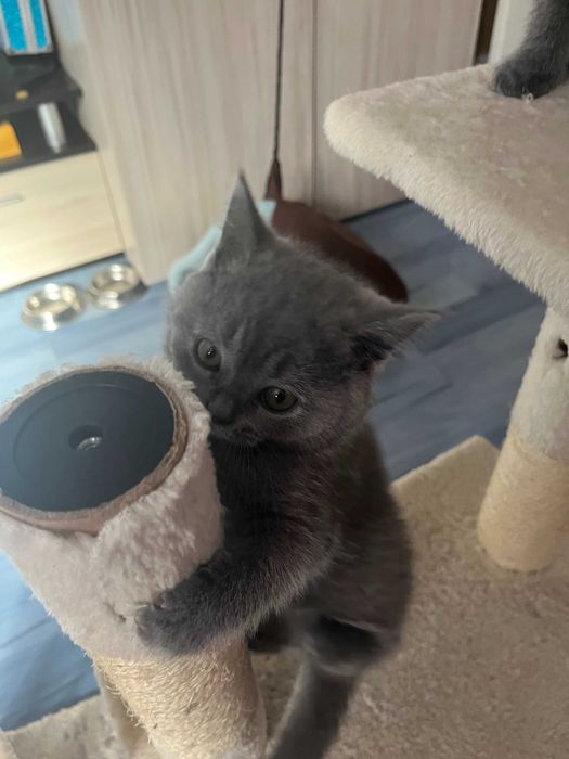 Британски късокосмести котета