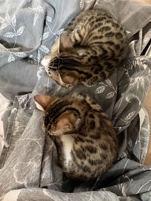 Бенгалски котенца