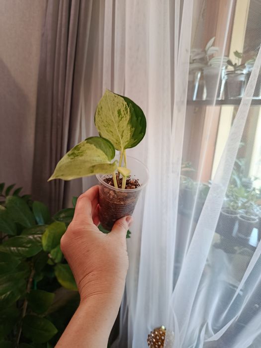 Продам комнатные цветы