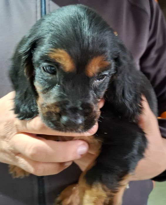 Продавам кокер шпаньол