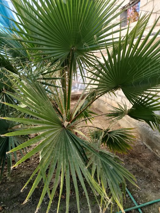 Нархини келишилган холда