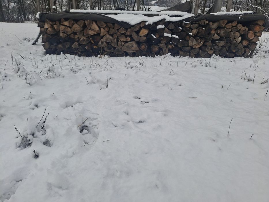 Vand porumb si lemne