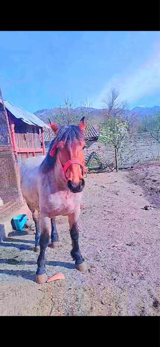 De vânzare mânz de 9 luni