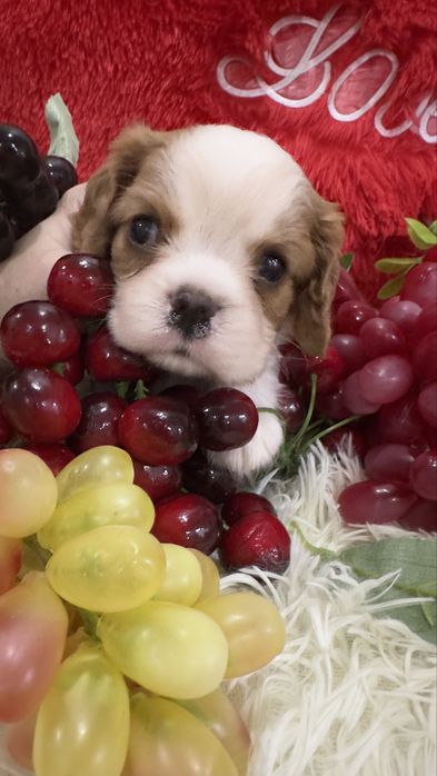 Щенки кавалер кинг чарльз документы фци