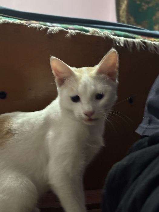 Пропал кот белый