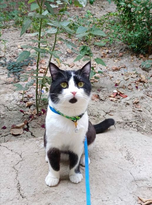 Qiz bola mushuk qidirilmoqda