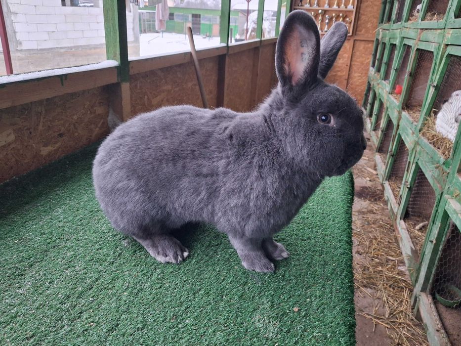 Vienez albastru mascul