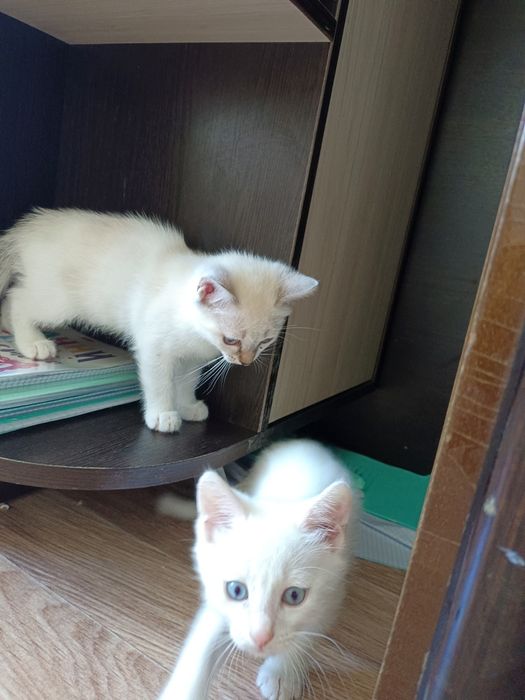 Отдам котят в добрые руки