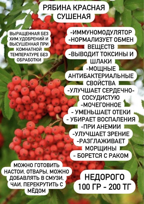 Красная рябина свежая для иммунитета
