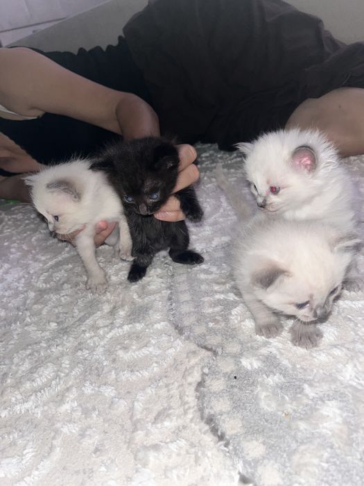 Продам сиамси котят 1,5месяца