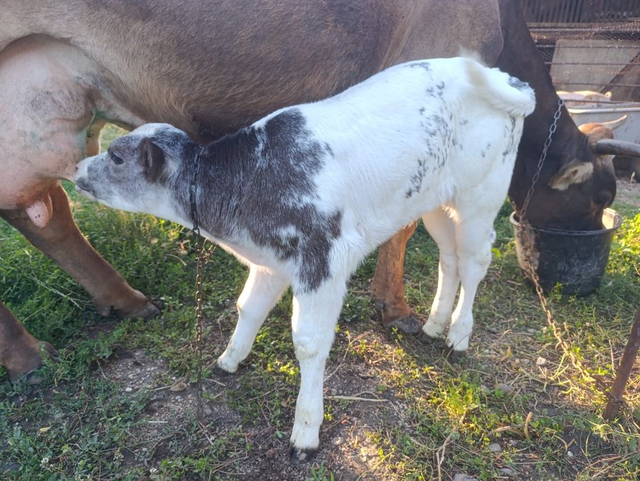 Vaca cu vițel albastru belgian