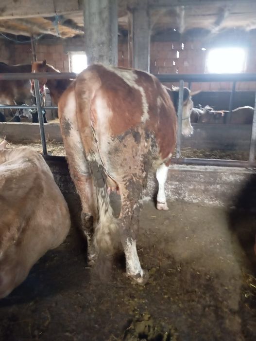 Vind două vaci de afata