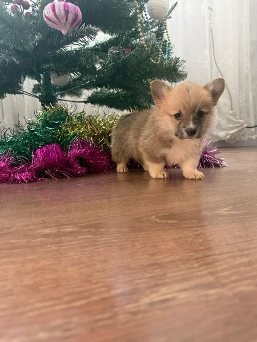 Продаются щенки корги