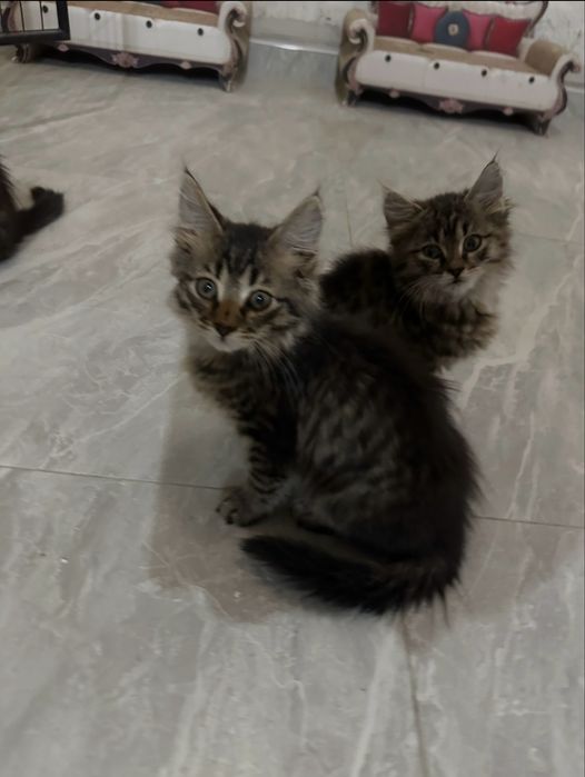 Котята ищут своих хозяев