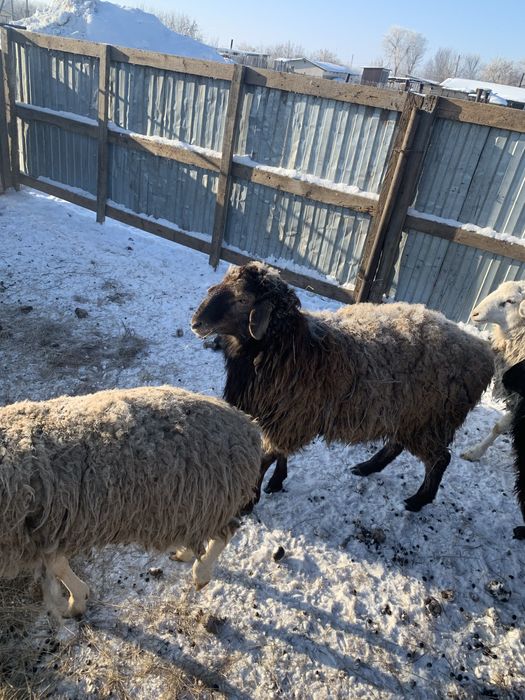 Продается кошкар