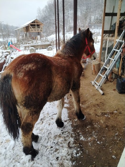 Mânz semigreu de 9 luni