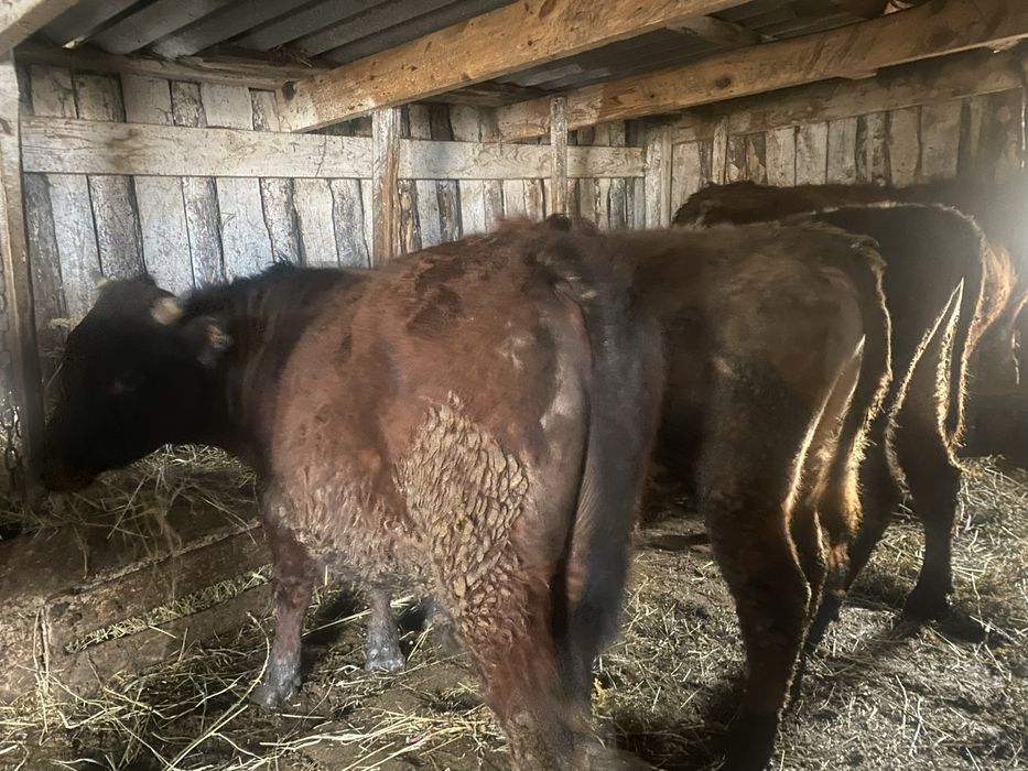 Продам 6 быков.