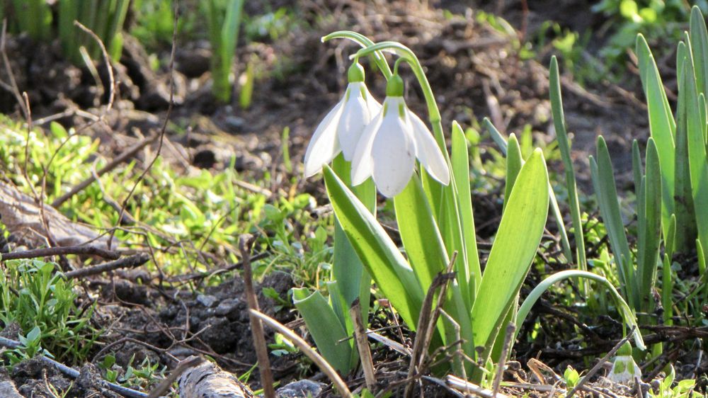 Canon PowerShot SX510 30x zoom HS Wi-Fi