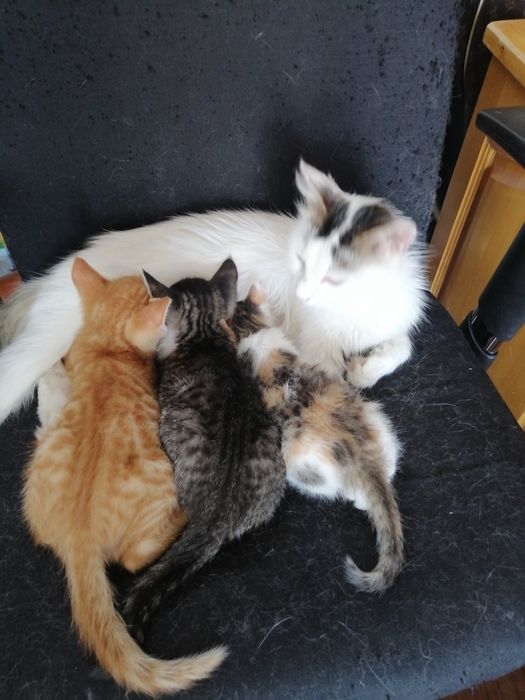Котенца  - Подарявам Шепичка Любов