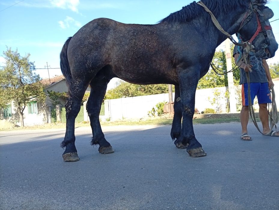 Vând armăsar de 3 ani sur