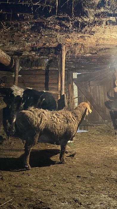 Қойлар сатылады