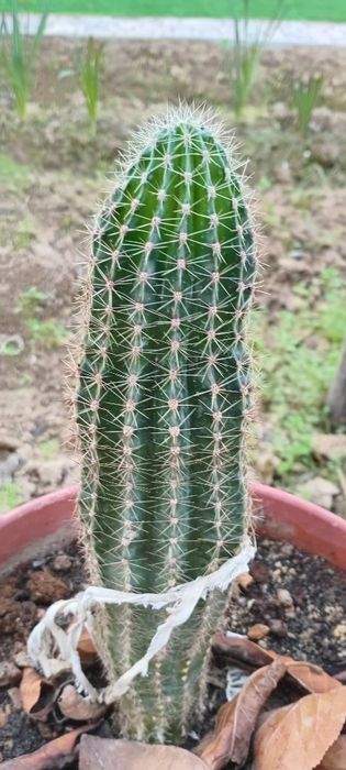 Кактус сотаман. Буйи 30 см