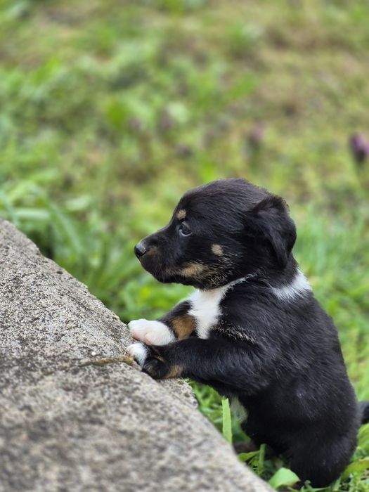 Подарявам женски  кученца