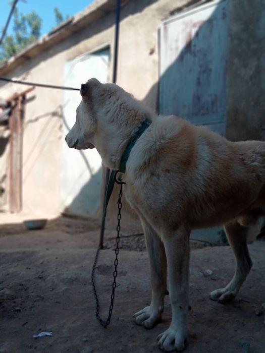 Тараз алабай бағасы 25000тг