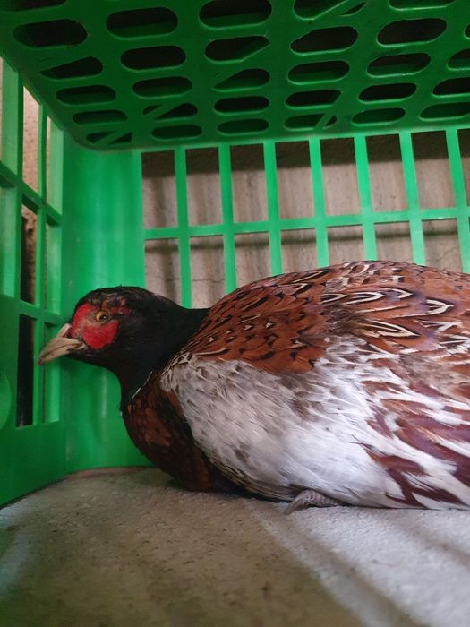 Fazan. Tustovuq. Erkagi