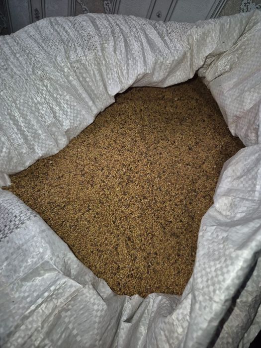 Семена клеверь меркенский не магничный