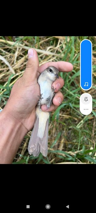 Соловей взрослый поющий