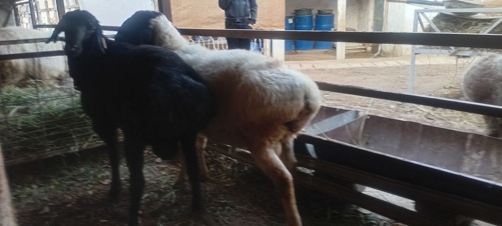 Кучкорлар сотилади