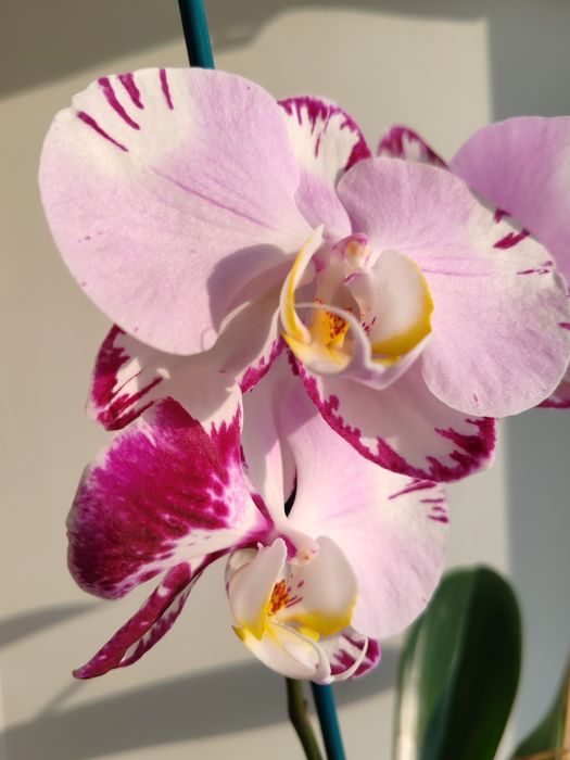 Орхидея фаленопсис