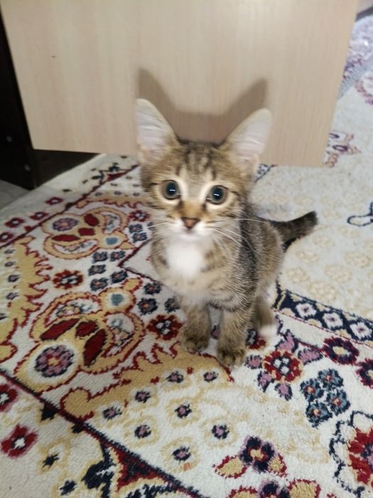Отдам даром котят,домашних