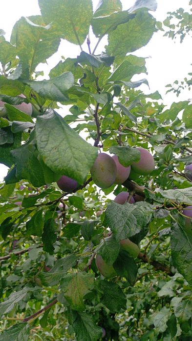 Prune de vânzare