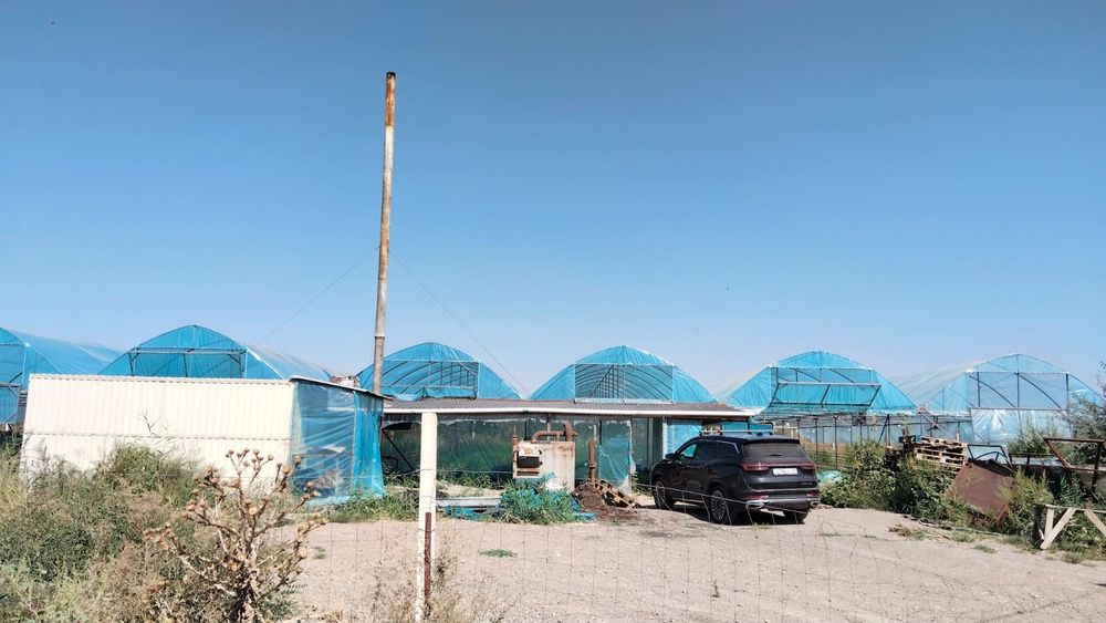Теплица садоводство тюльпан цветы.