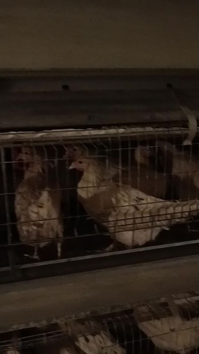 Sendi firma davlat tovuqlari sotiladi oshiqchasi bor abyom va dona