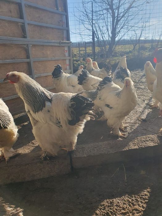 Cocosi si Gaini Brahma Light Alb cu negru