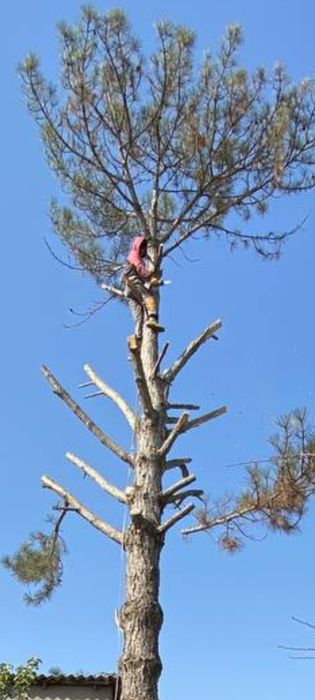 Бензопила услуг дарахт кесиш хизмати обрезка спил деревя daraxt kesish