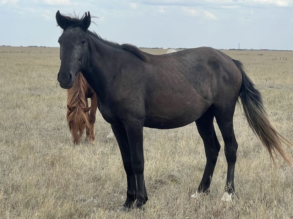 Продам байтал с табуна