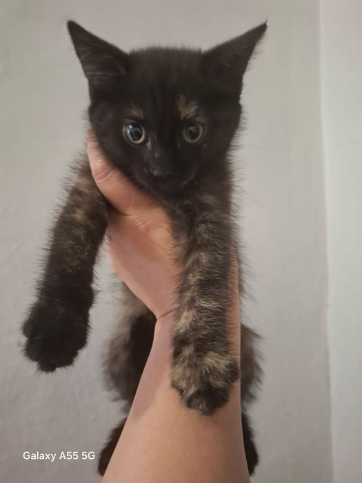 Отдам в добрые руки