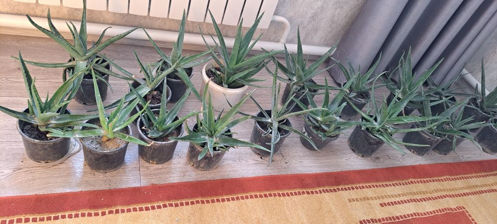 алоэ вера за копейки