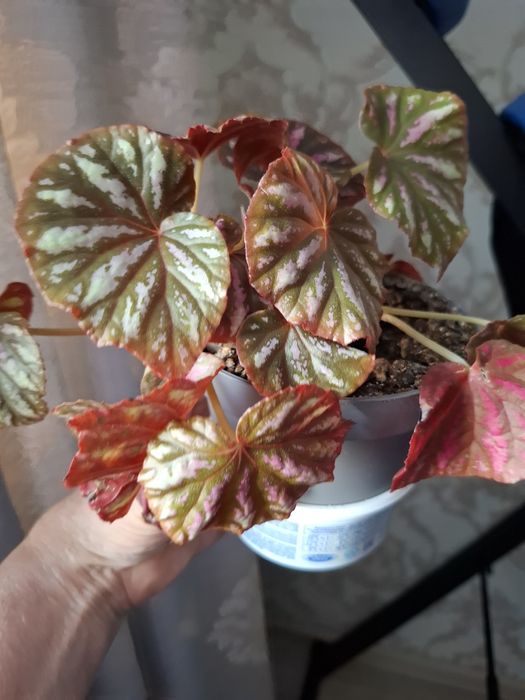 Покормите хомяка, цены в копилочку