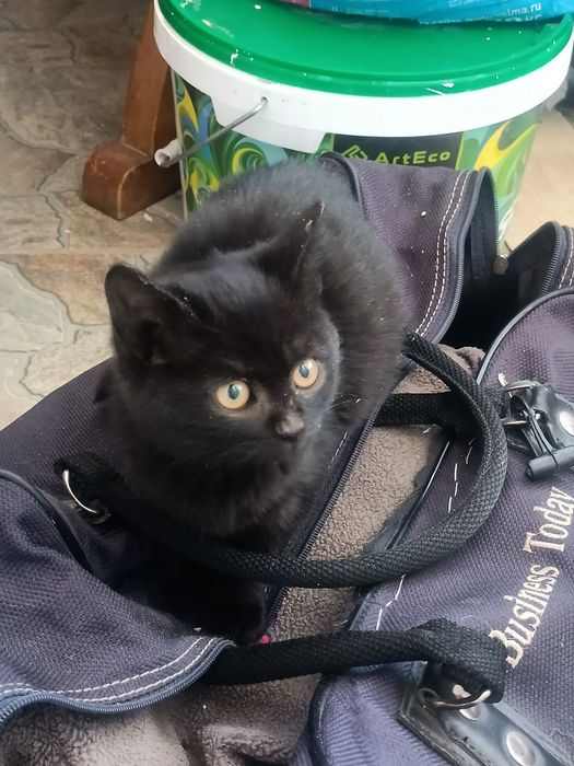 Отдам котенка в добрые руки вместе с кормом