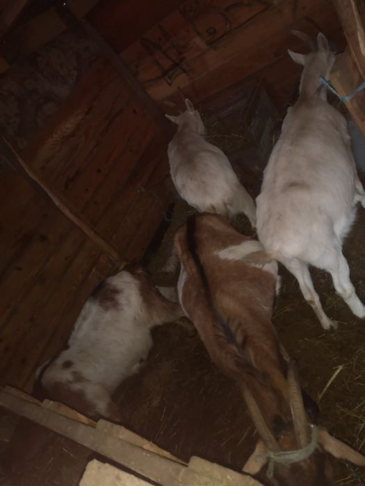 Vand capre gestante, si iedute!