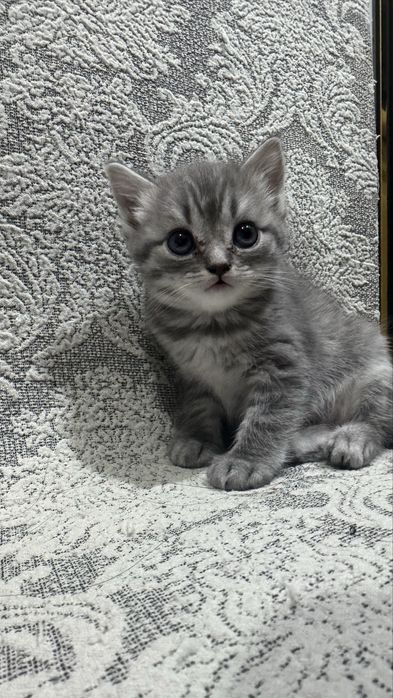 Котята в добрые ручки