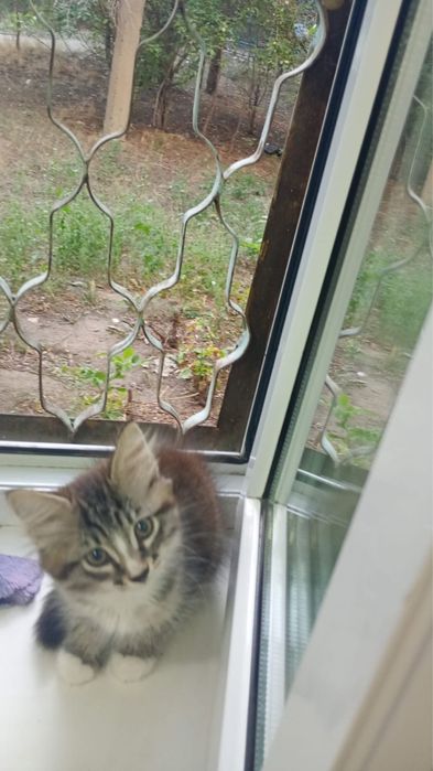 Отдам котенка котика