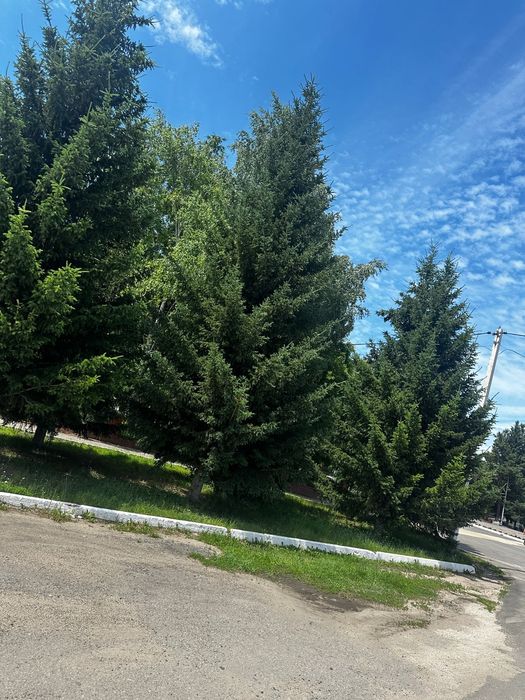 Ель голубая сибирская