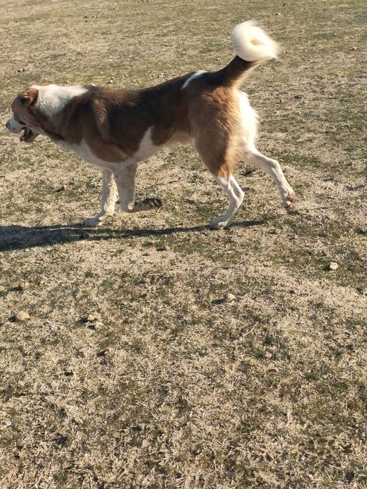 Олар оны орыстың мысығына итеріп жіберді